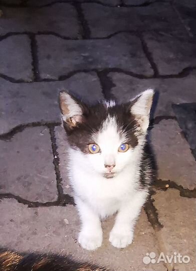 Котята в добрые руки бесплатно