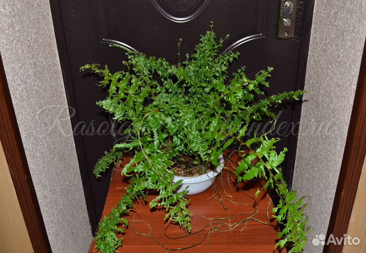 Нефролепис falcata 'Shock Wave' (Philippines)