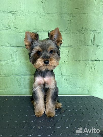 Грумер / стрижка собак