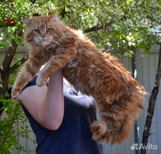 Мейн-кун Вязка и Котятки