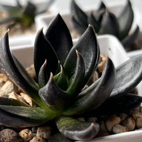 Echeveria black Knight. Суккуленты редкие