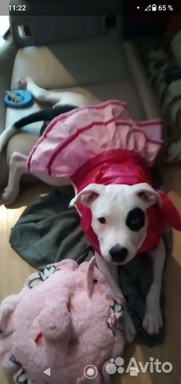 Одежда для животных