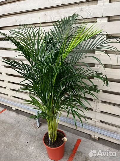 Пальма Арека H 150 см