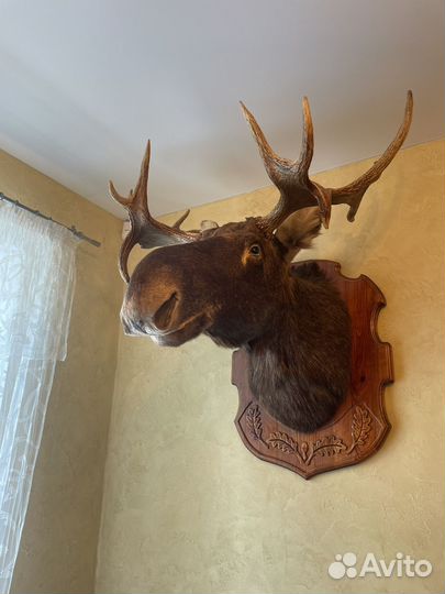 Чучело голова лося