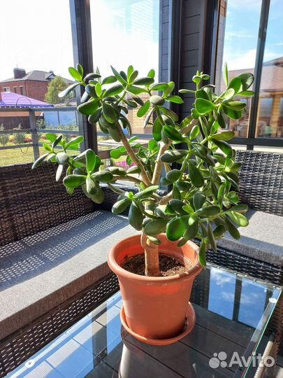 Крассула, Толстянка,Живое дерево,Денежное дерево