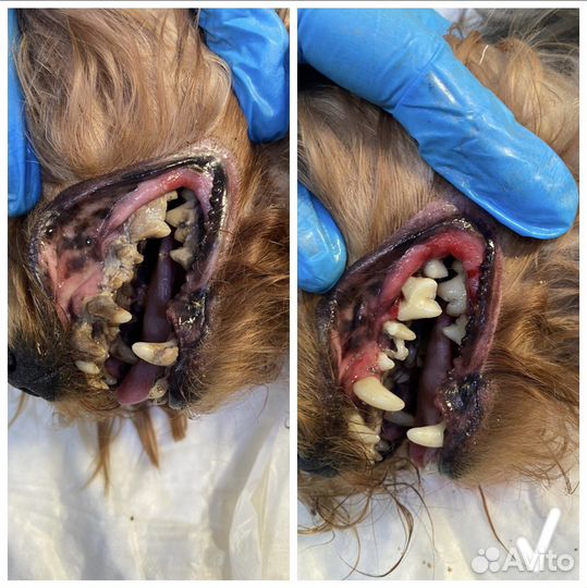 Ультразвуковая чистка зубов собакам и кошкам