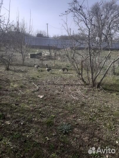 Белолобые гуси