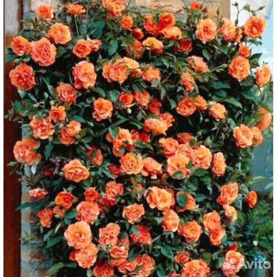 Роза плетистая набор 5 сортов