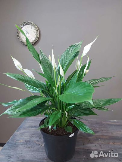 Спатифиллум Вивальди,70см