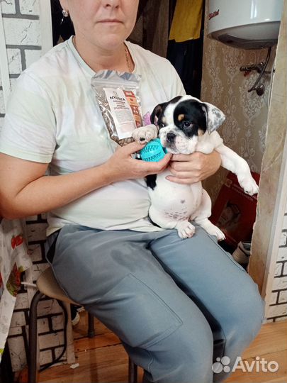 Гипоаллергенный корм для собак и кошек