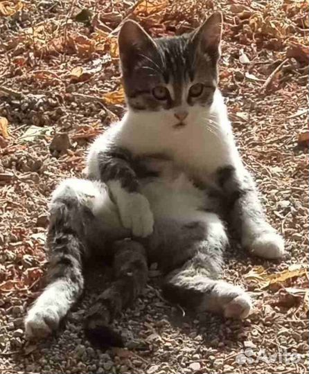 Шотландская