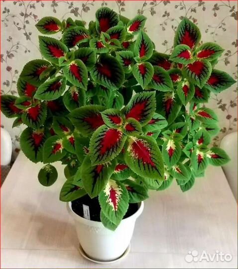 Крапивка(колеус)