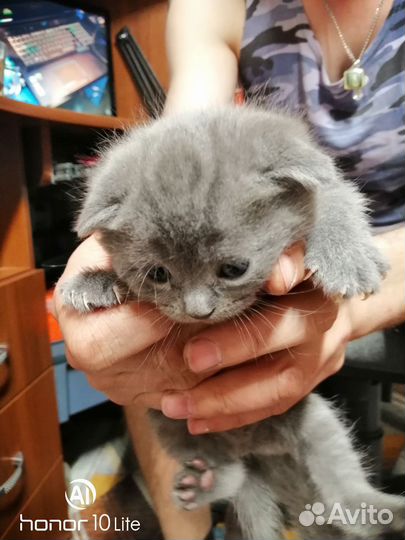 Шотландские котята