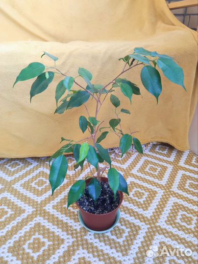 Фикус Бенджамина Экзотика
