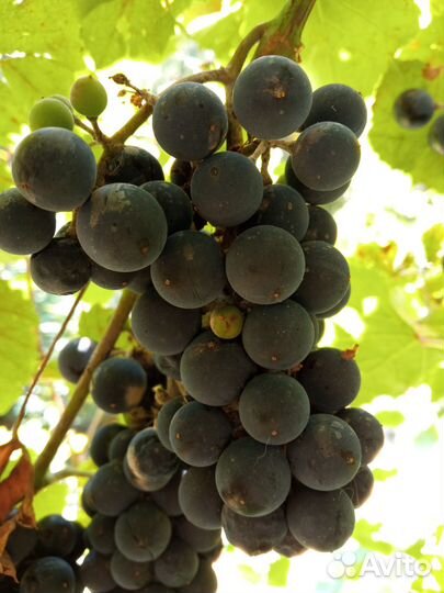 Виноград Изабелла винный