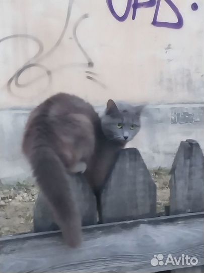 Найдена кошка, около 6 мес., гаражи у Чапаева 58