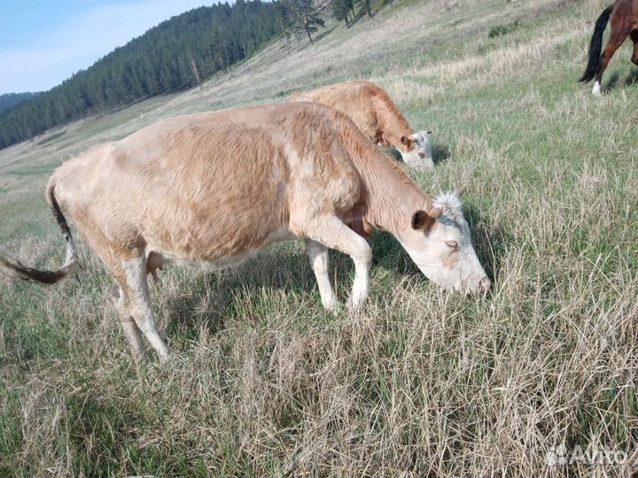 Корова с теленком