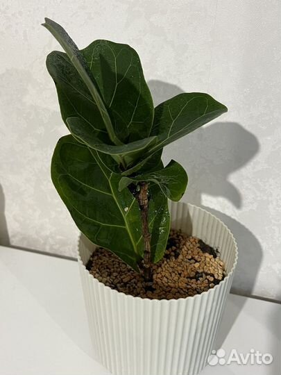 Фикус лирата бамбино