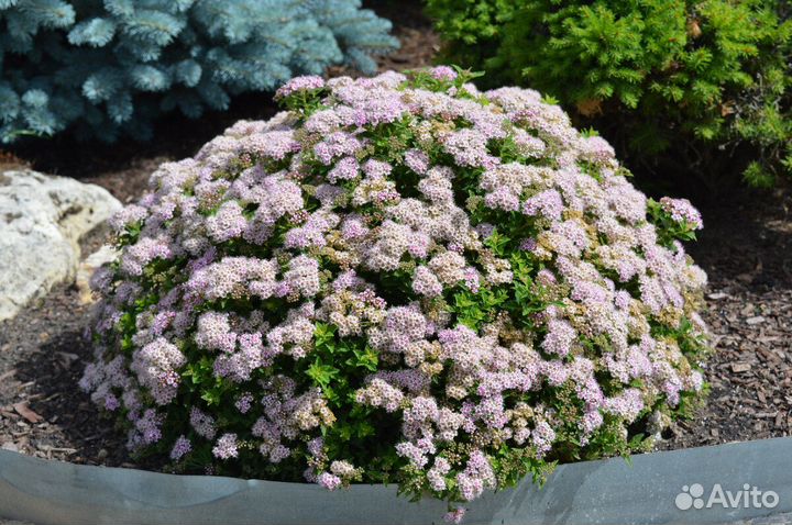 Кустарники садовые