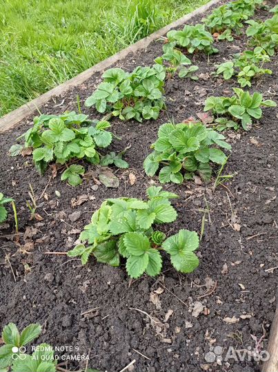 Рассада клубники Гигантелла