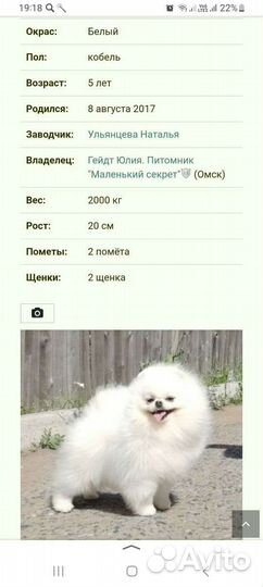 Кобель для вязки