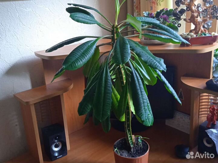 Молочай.рео традесканция