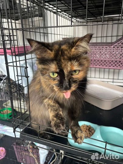 Красавица Черри