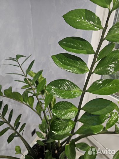 Замиокулькас