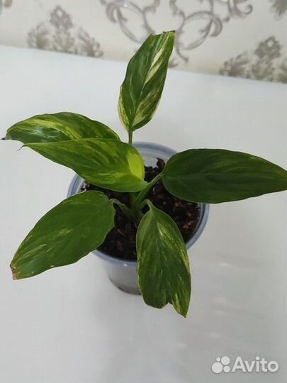 Спатифиллумы сортовые
