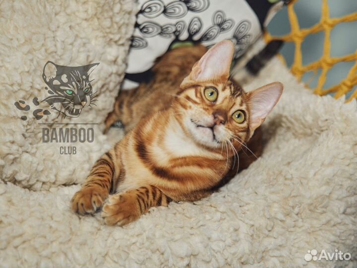 Бенгальская кошечка