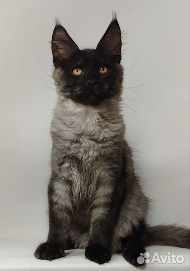 Коты Мейн-кун