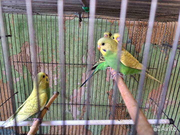 Волнистый попугай