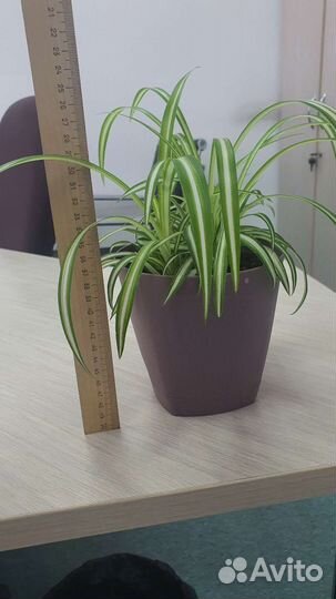 Фикус хлорофитум замиокулькас