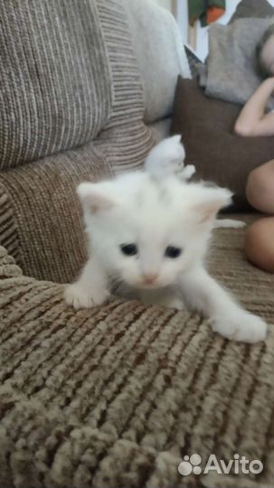 Котята белые в добрые руки