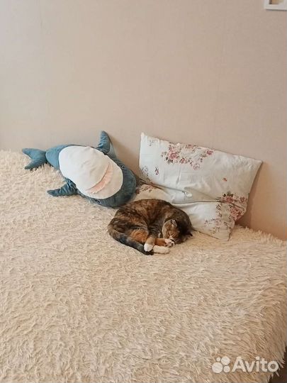 Передержка котов и кошек