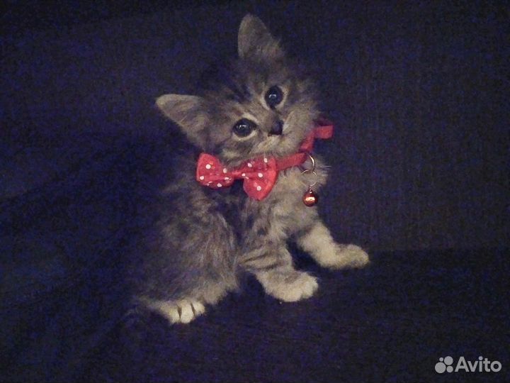 Котенок в добрые руки