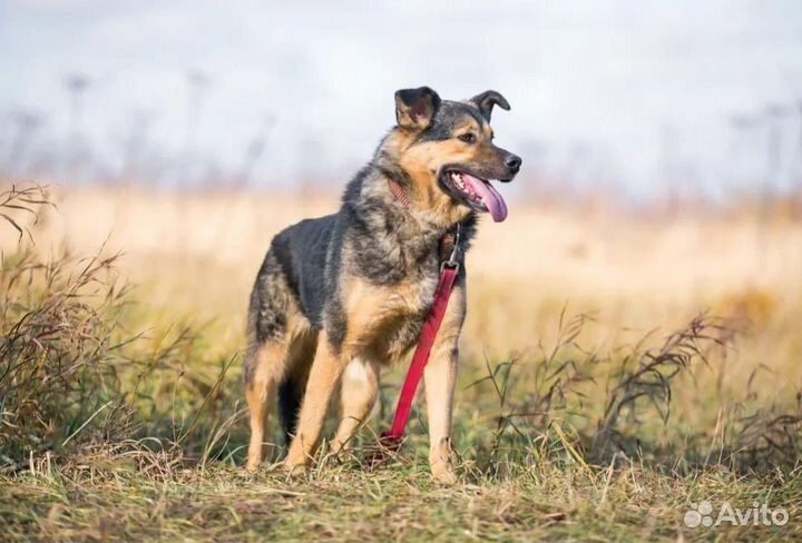 Собака Тельма