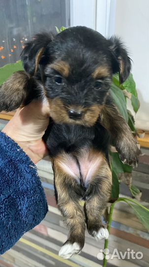 Йоркширский терьер