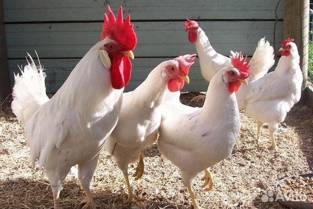 Инкубационные Яйца Ломан/Хайсекс уайт РФ