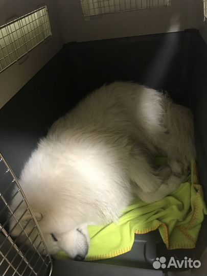 Переноска для большой собаки