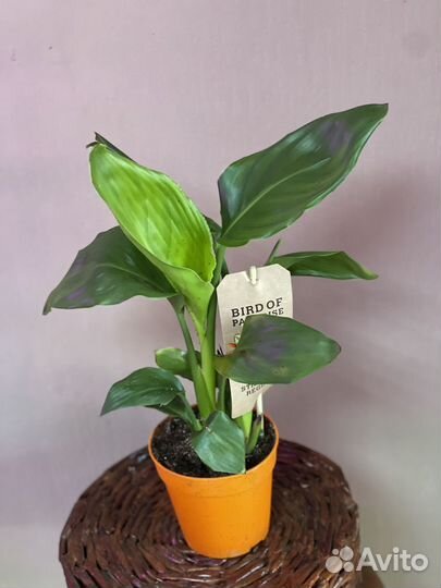 Стрелиция регина d12/40