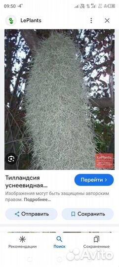 Талландсия уснеевидная