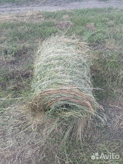 Продам сено в рулонах