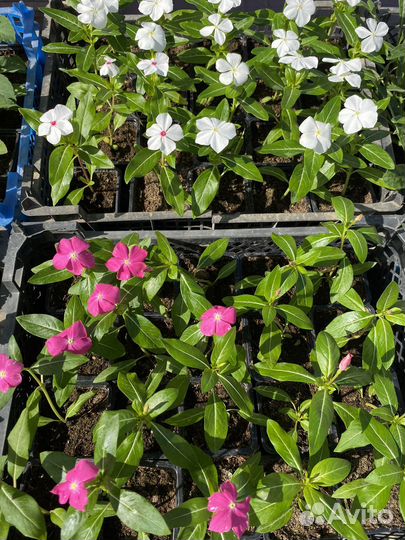 Однолетние цветы