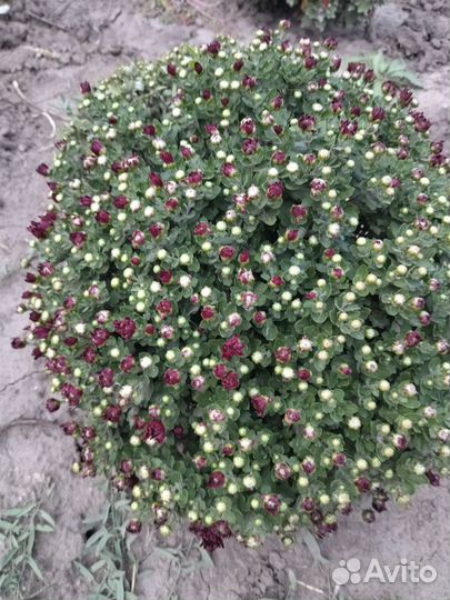 Хризантемы мультифлора