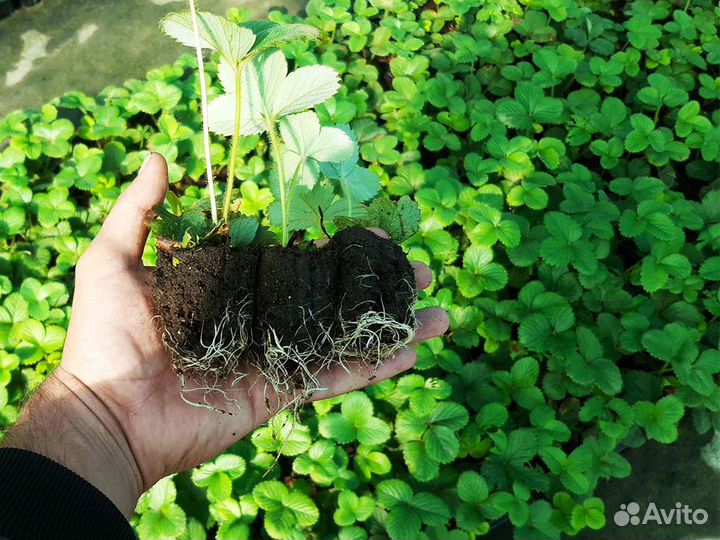 Рассада клубники. Оптом от 128 штук