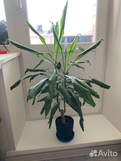 Драцена душистая