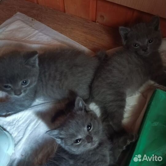 Шотландская