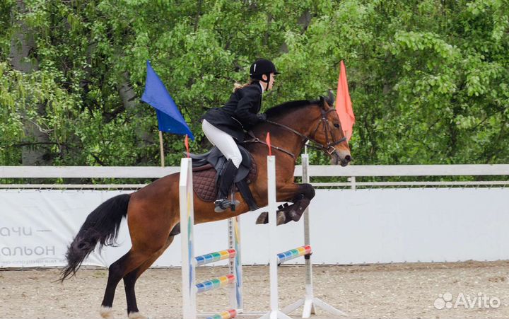 Продам жеребца