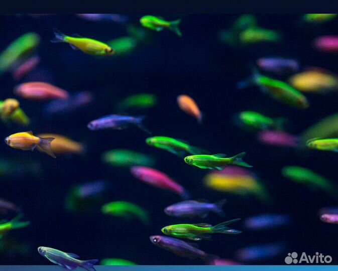 Рыбки GLO